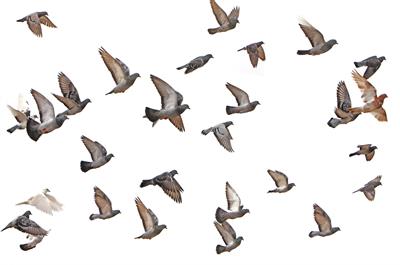 birds flying away